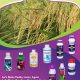 General practices for Paddy Cultivation