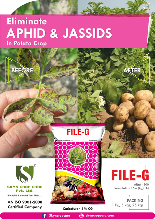 Eliminate Aphids & Jassids in Potato Crop Carbofuran 3% cg