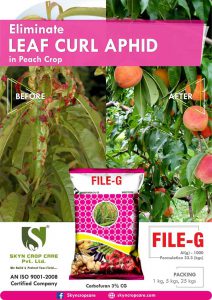 Carbofuran 3% CG, Leaf Curl Aphid