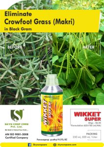 Crowfoot Grass (Makri) by Wikket Super (Fenoxaprop -p-ethyl)